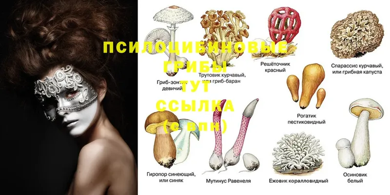 Псилоцибиновые грибы Psilocybine cubensis  Улан-Удэ 